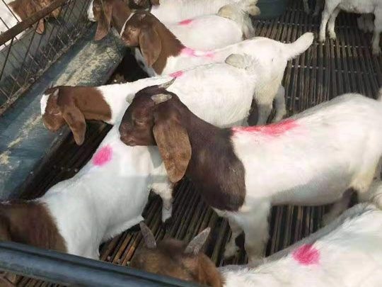 西宁 绵羊，肉羊