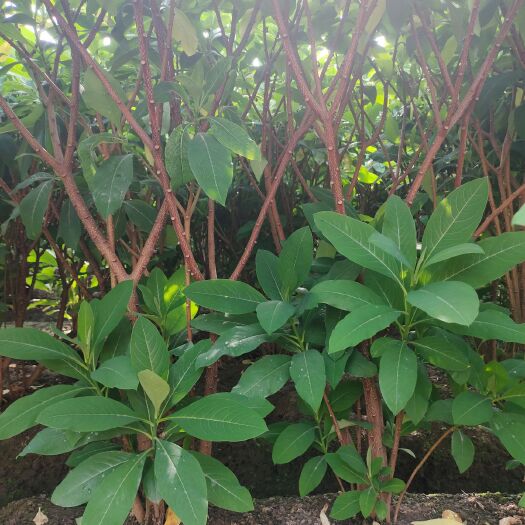 杭州 结香花