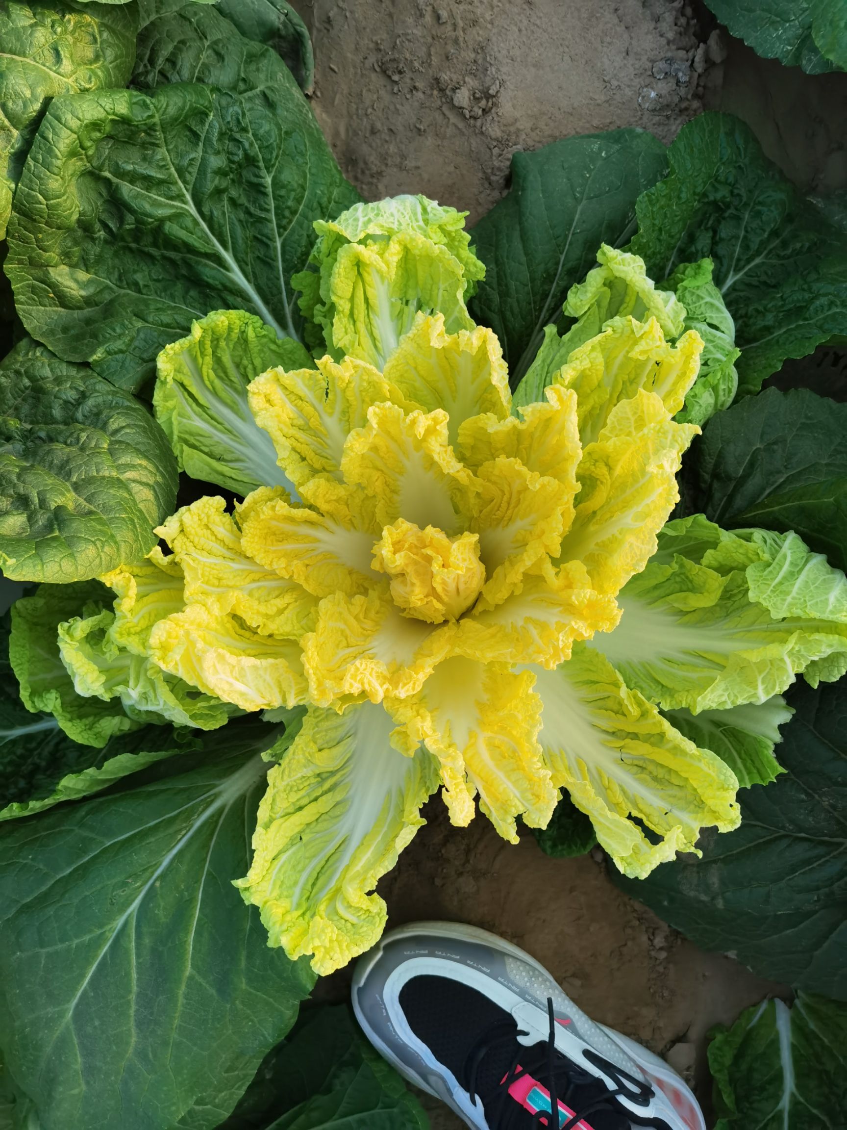 黄心娃娃菜 娃娃菜