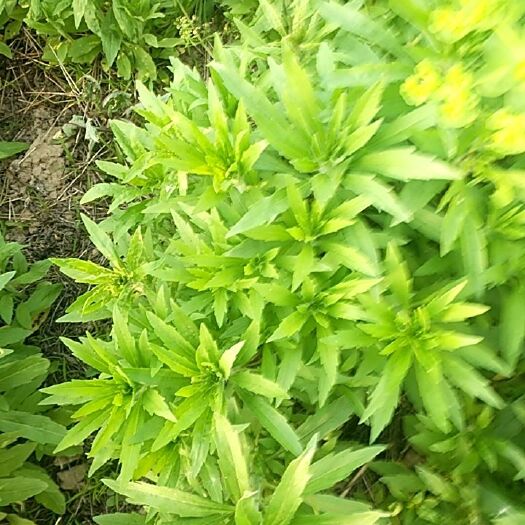 柘城县小蓬草