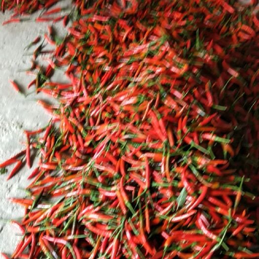 罗定市朝天椒  今年新苗，一级朝天辣，红