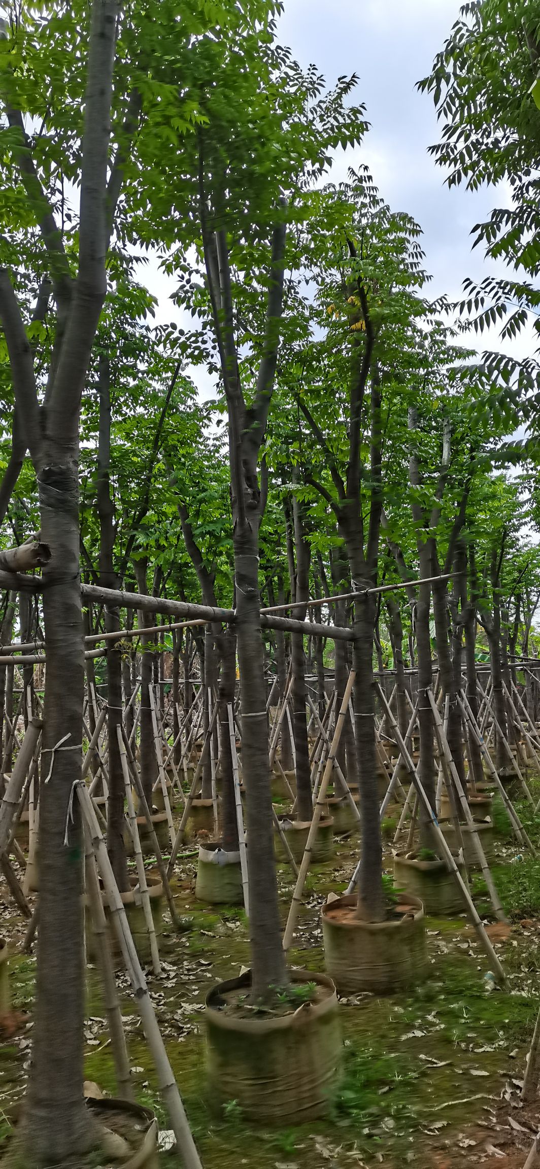 黄山栾树 骨架横幅大，规格齐全.