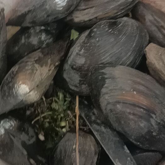 哈巴河县 冷水～蚌，口感好，肉质细腻。