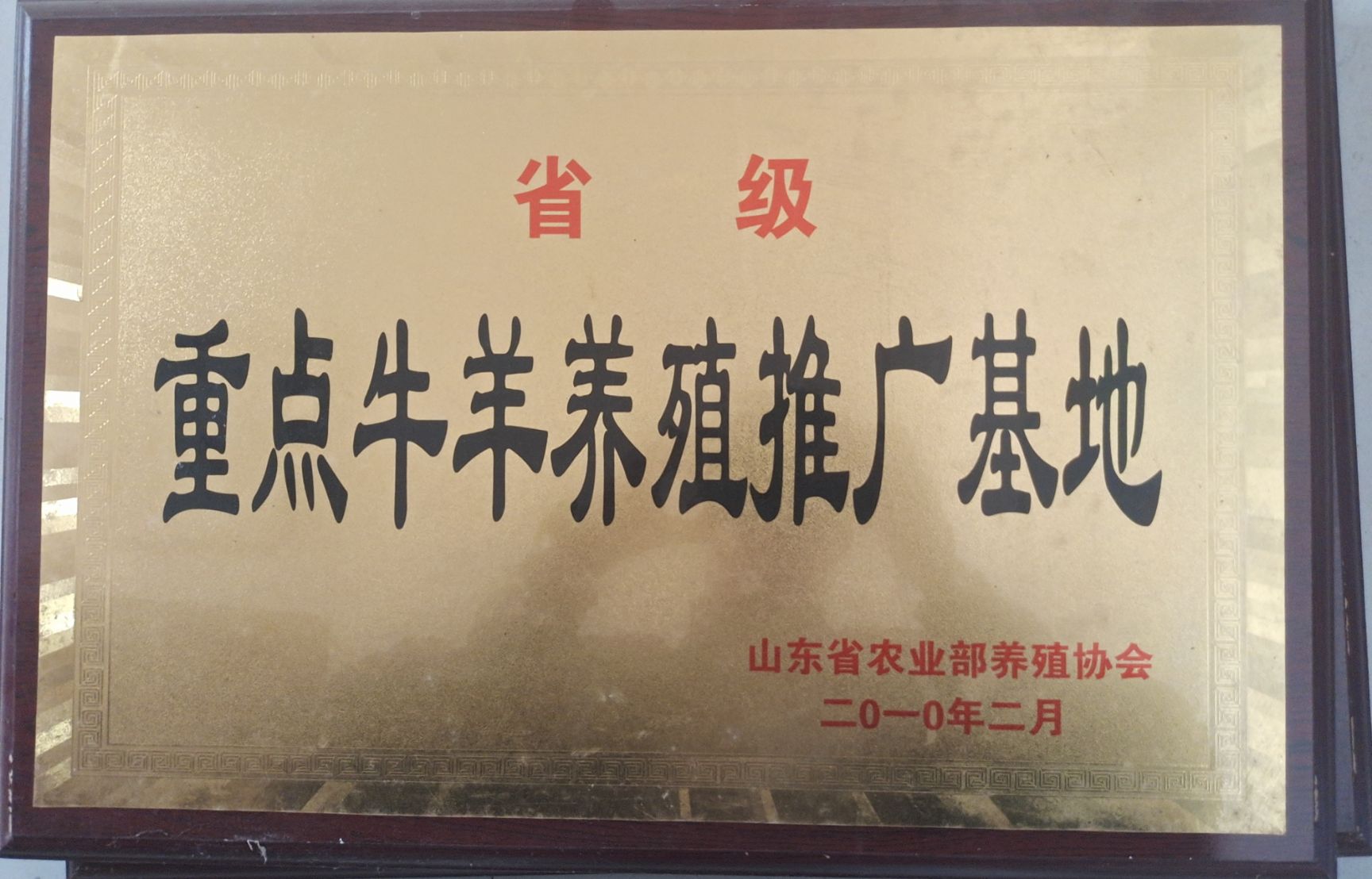 小羔羊  黑山羊羔 黑山羊羊仔 小黑山羊 小黑山羊仔 小黑山羊幼崽