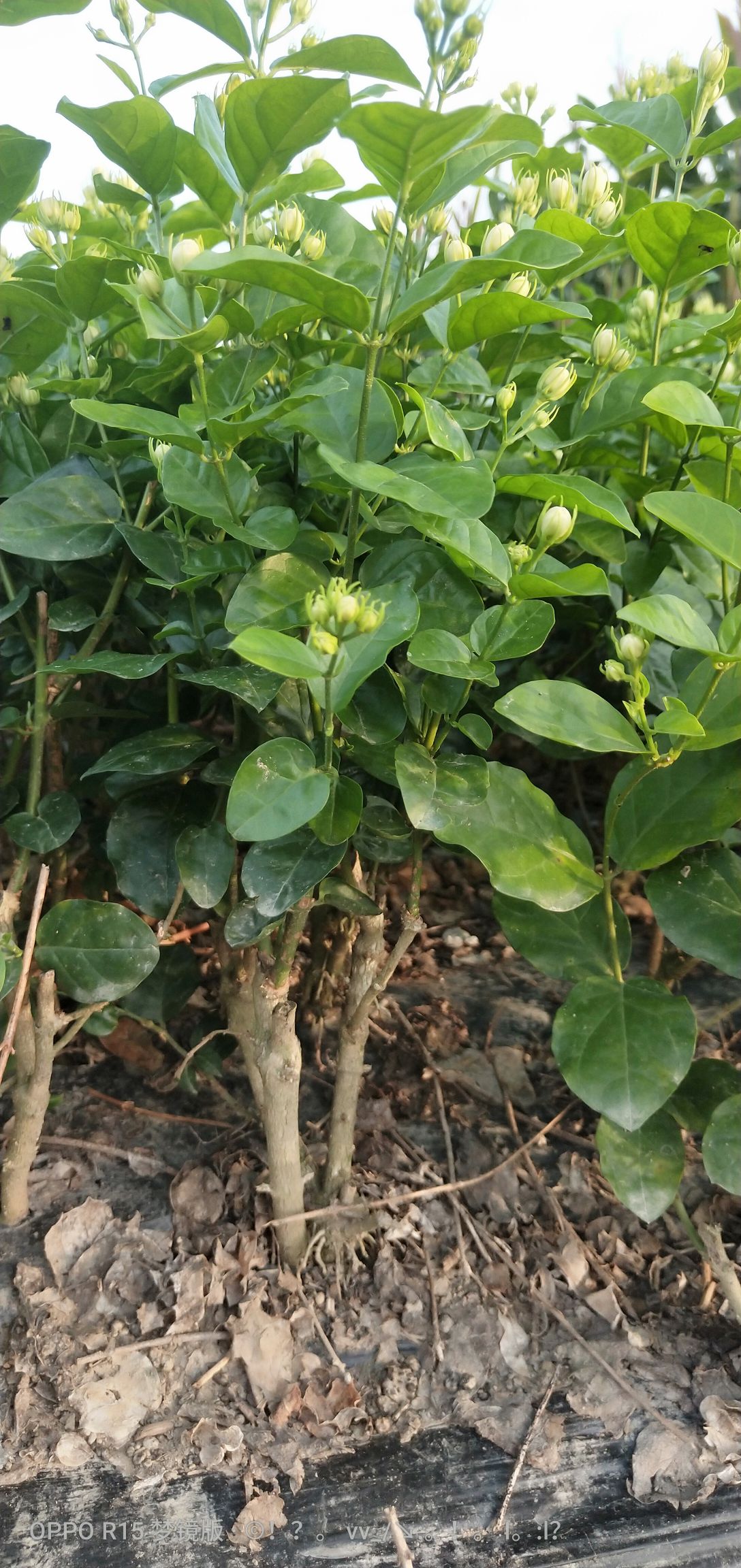 重瓣茉莉  顺丰包邮茉莉花苗2年苗500棵起批
