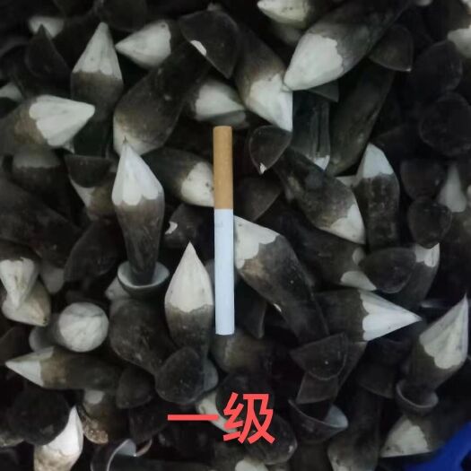 菏泽鸡枞菌肉细嫩，气味浓香，味道鲜美，属的野生食用蘑菇之一，