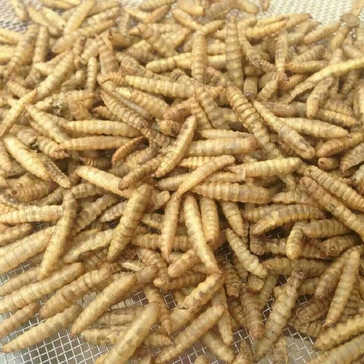 崇州市黑水虻  微波干虫，本品可用作宠物饲料，饲料原料等