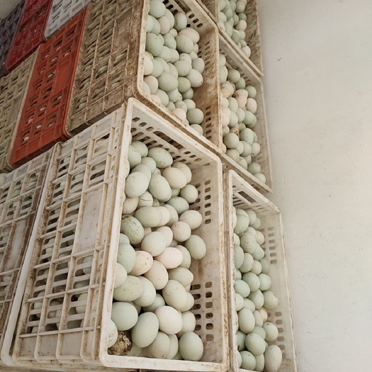 天门市 青皮鸭蛋