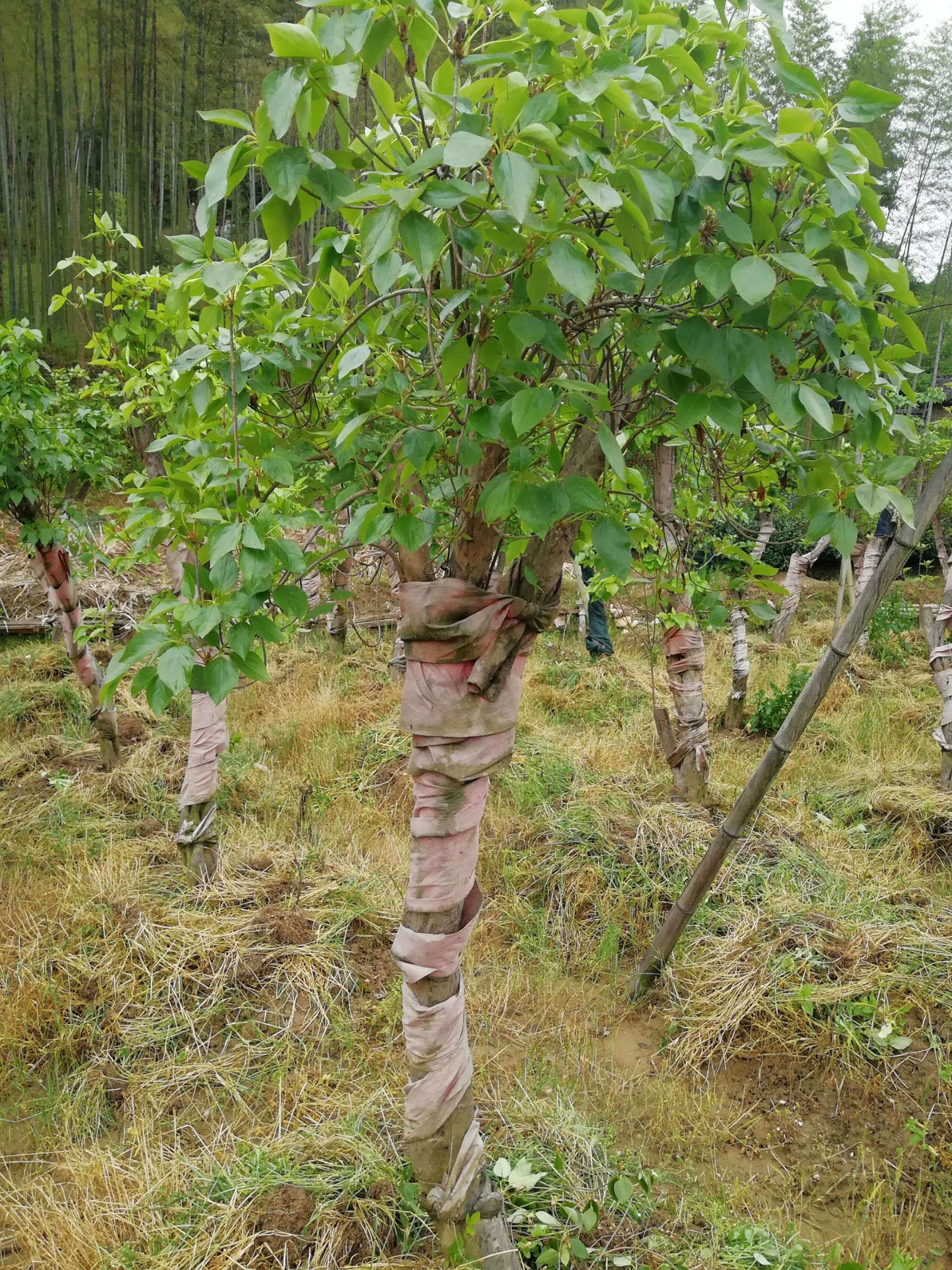 紫杜鹃  移栽映山紫树桩映山红紫花树桩，直径10/14公分价