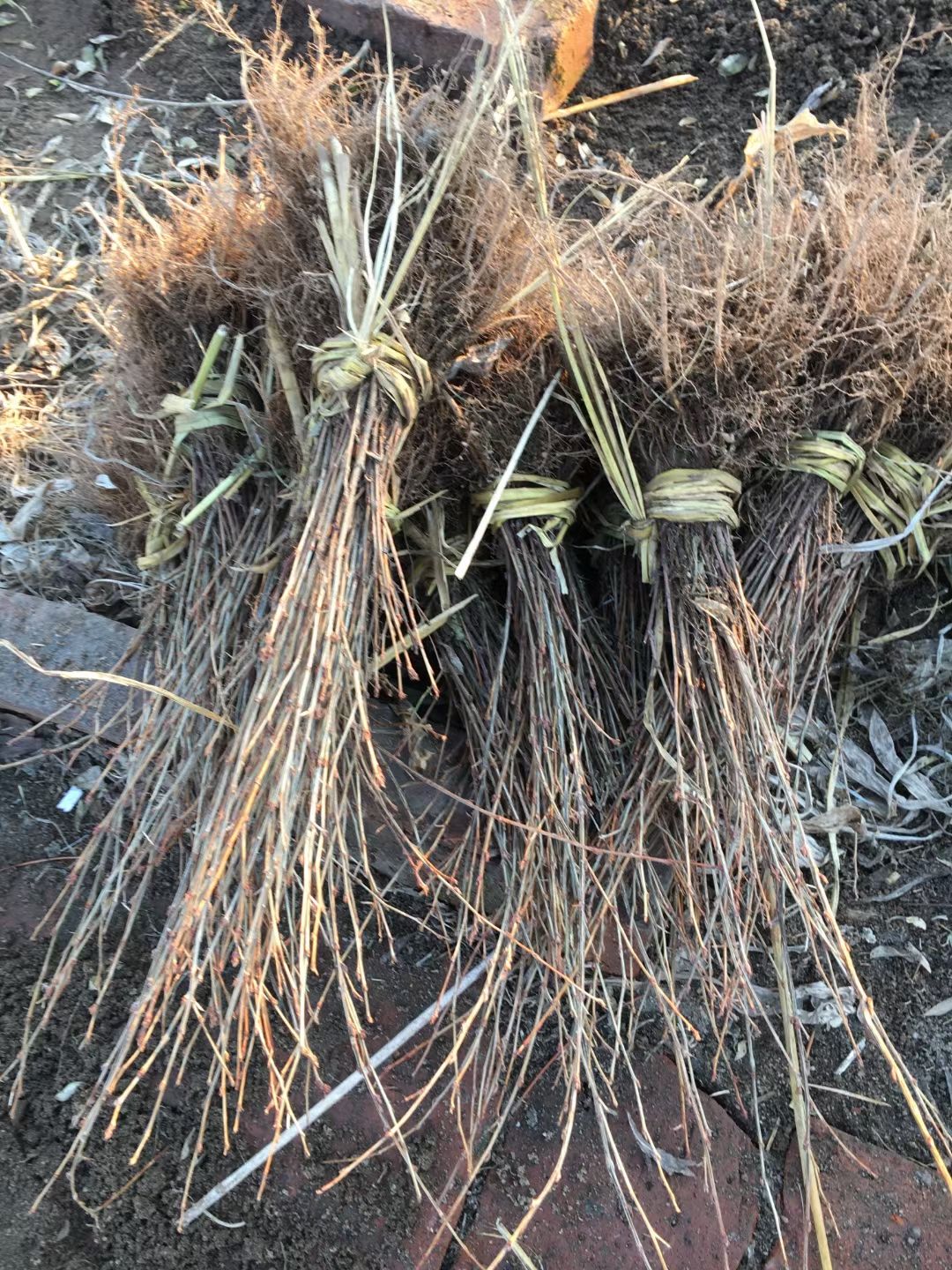 金雀花，黄金雀扦插苗及成苗