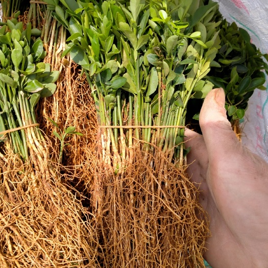 荔浦市枳橙苗 积橙苗，积橙小苗