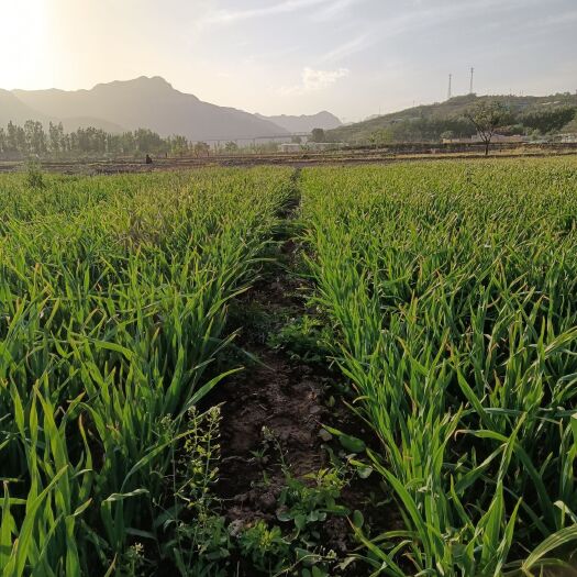 涉县 兰州红根蒜苗