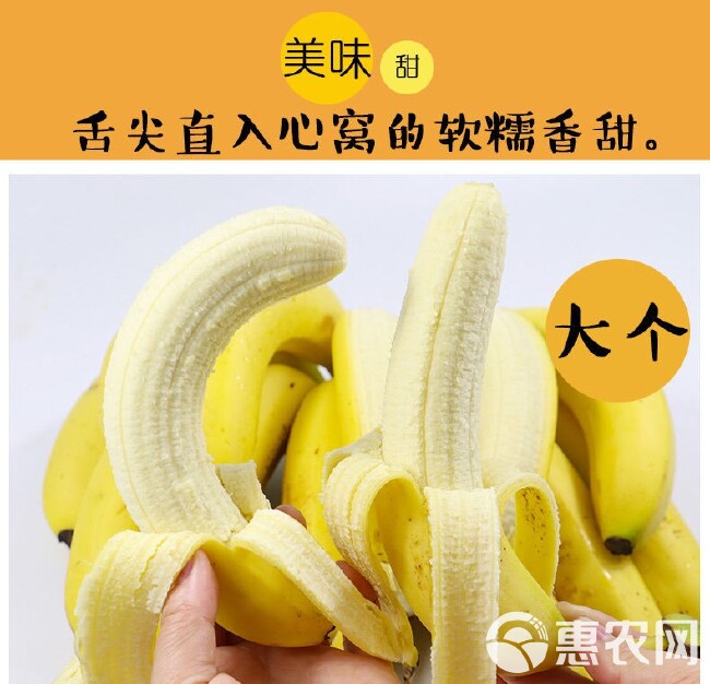 现摘现发云南香蕉新鲜包邮青皮发货到货需要催熟