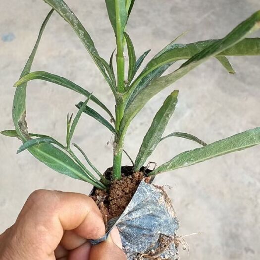 漳浦县翠芦莉盆栽 翠芦莉