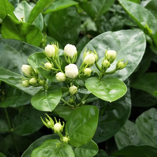 横州市重瓣茉莉  顺丰包邮茉莉花苗2年苗500棵起批