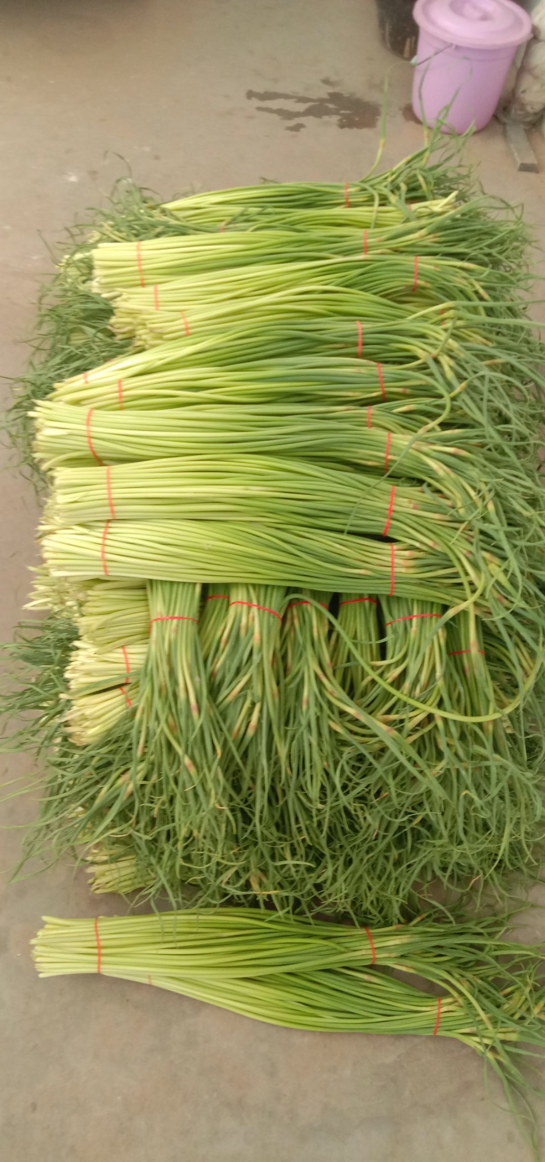 红帽蒜薹