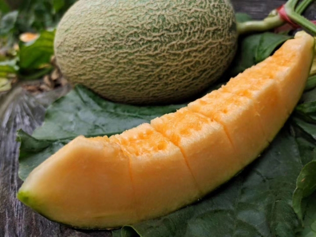 哈密瓜、耀龙蜜瓜、晓蜜25