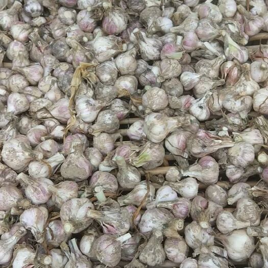 邳州市鲜苔蒜头