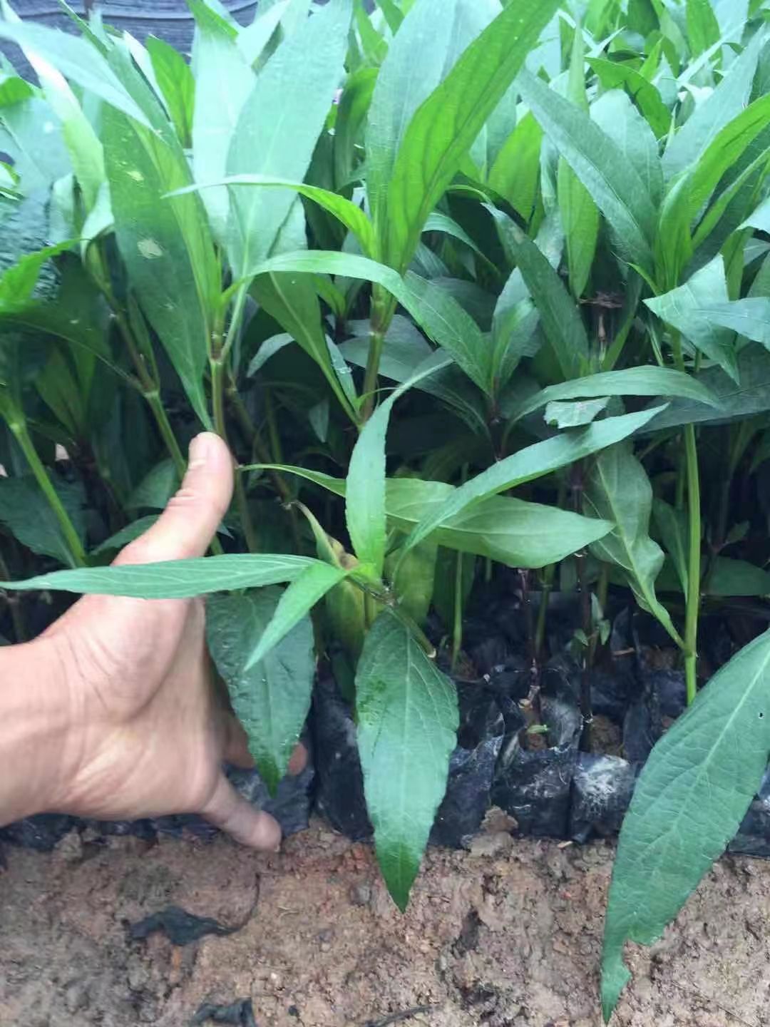 翠芦莉盆栽 紫花芦莉