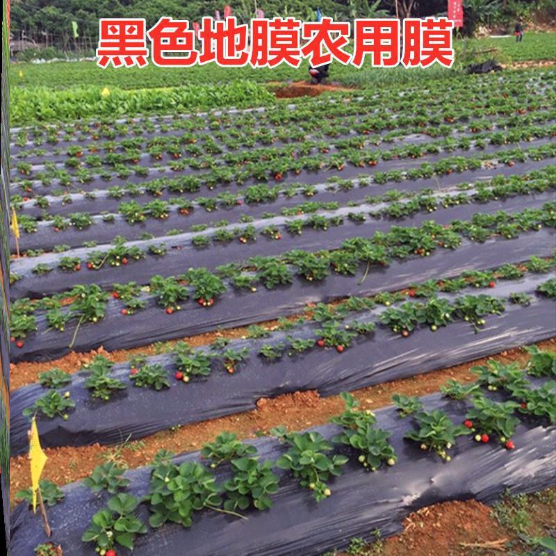 地膜打孔厂家直销辣椒天冬药材地膜白地膜黑地膜银黑打孔地膜