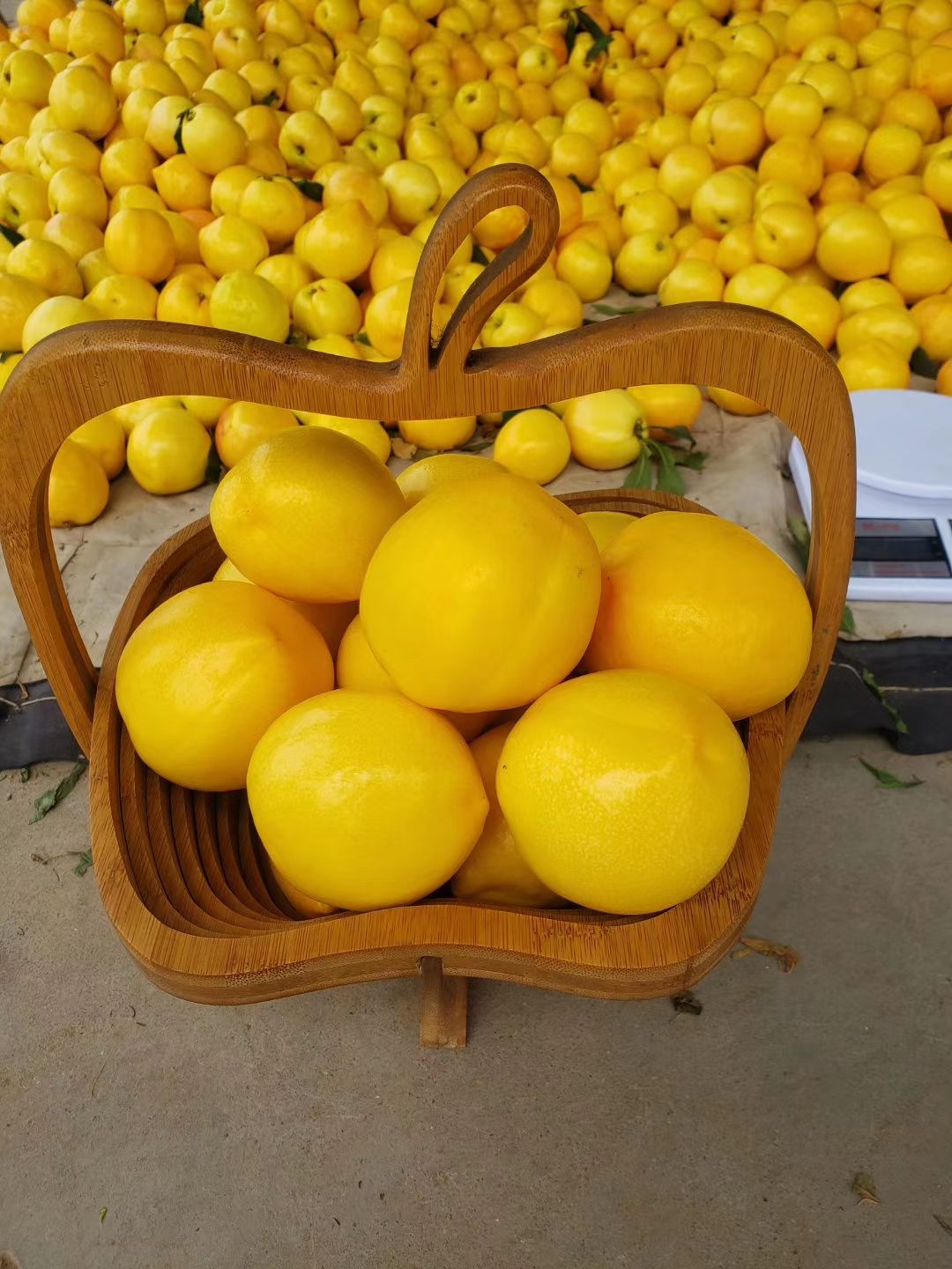 黄油桃新鲜水果现摘 脆甜黄金油桃非毛桃蒙阴当季水果