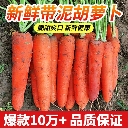 通许县黄胡萝卜 嘎嘣脆_新鲜脆萝卜。