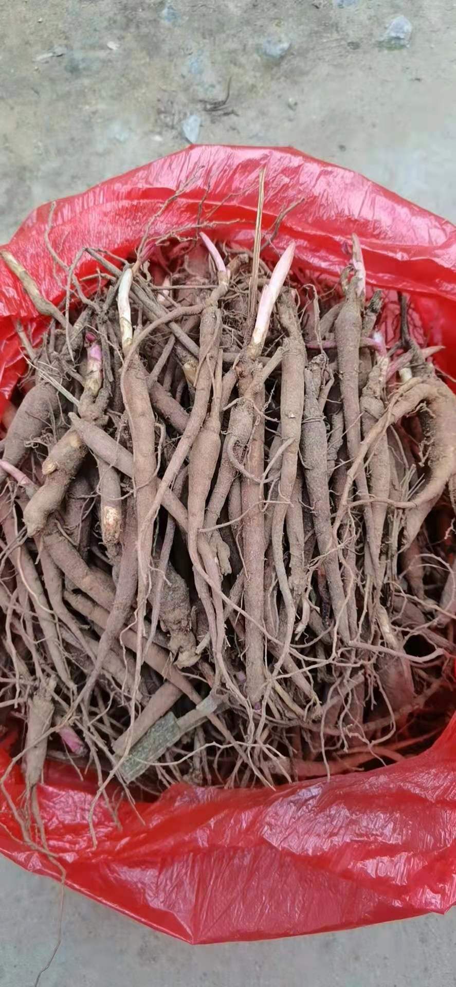 赤芍花  赤芍苗，芍药苗，基地直销，一手货源，品质保证，量大从优