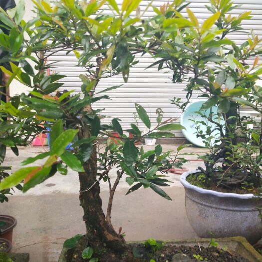 盐津县中华蚊母树 中华文母，四季常青，不落叶，蓬发力强。