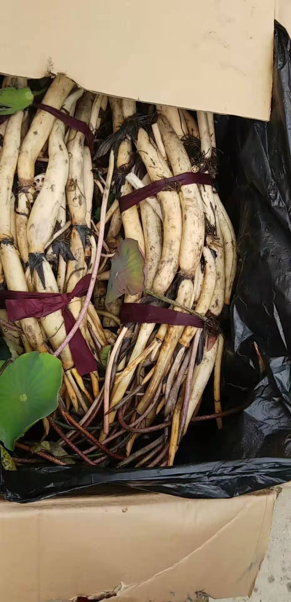 荷花根苗