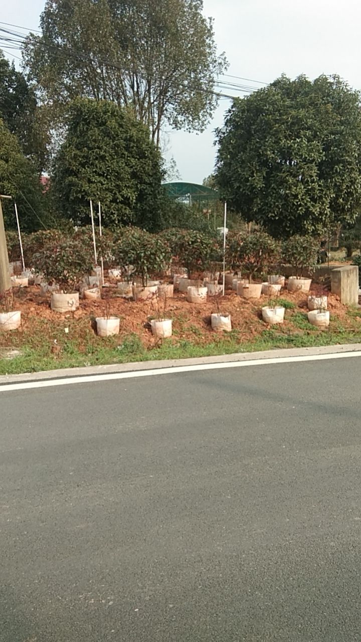 双耳70*50无纺布植树袋（10只）种植袋/植树袋/美植袋