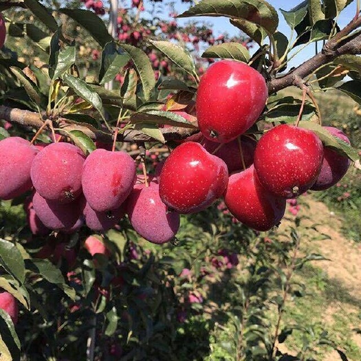 莱州市鸡心果苹果 鸡心果 苹果 锦绣海棠果