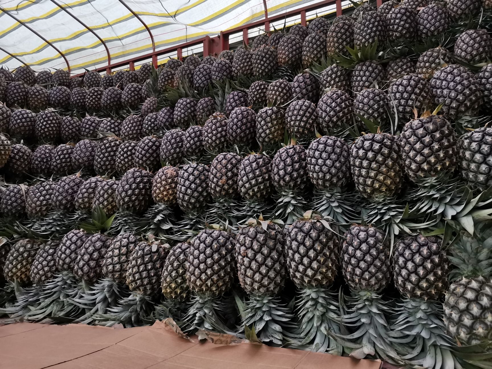 金钻凤梨  精品无眼菠萝，支持一件代发