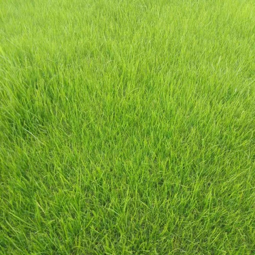 嘉鱼县 常年销售马尼拉，百慕大