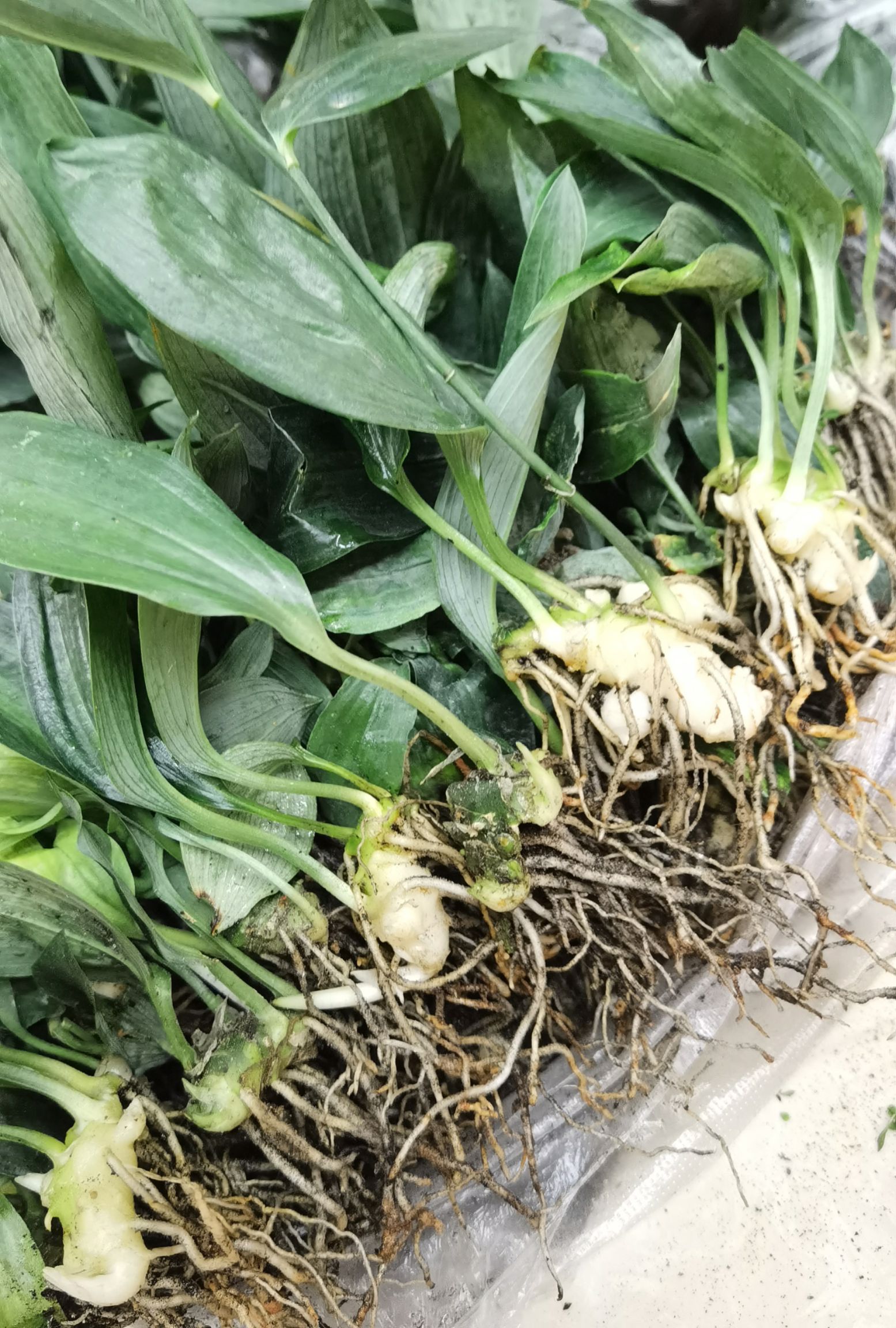 黄精种苗  云南黄精苗 带芽头产地发货