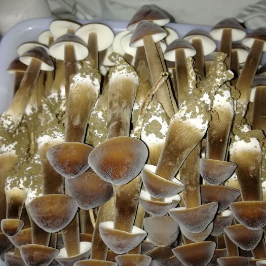 重庆市 黑皮鸡枞菌