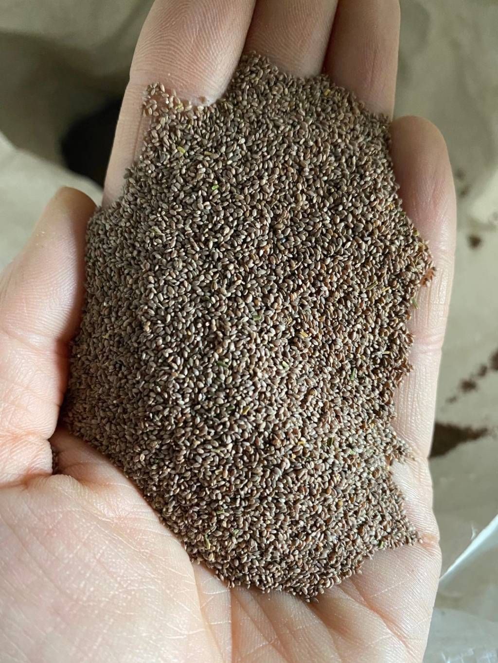  狗牙根种子，狗牙根又名绊根草，匍匐能力极强，在草坪广泛应用