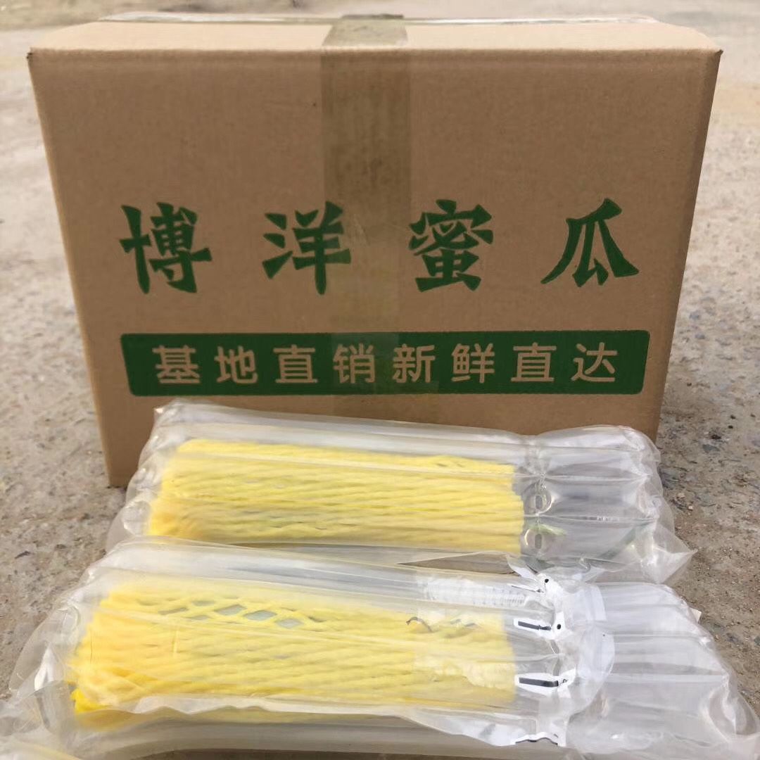 山东聊城博洋61羊角蜜3斤头茬脆甜应季新鲜非老锦玉瓜