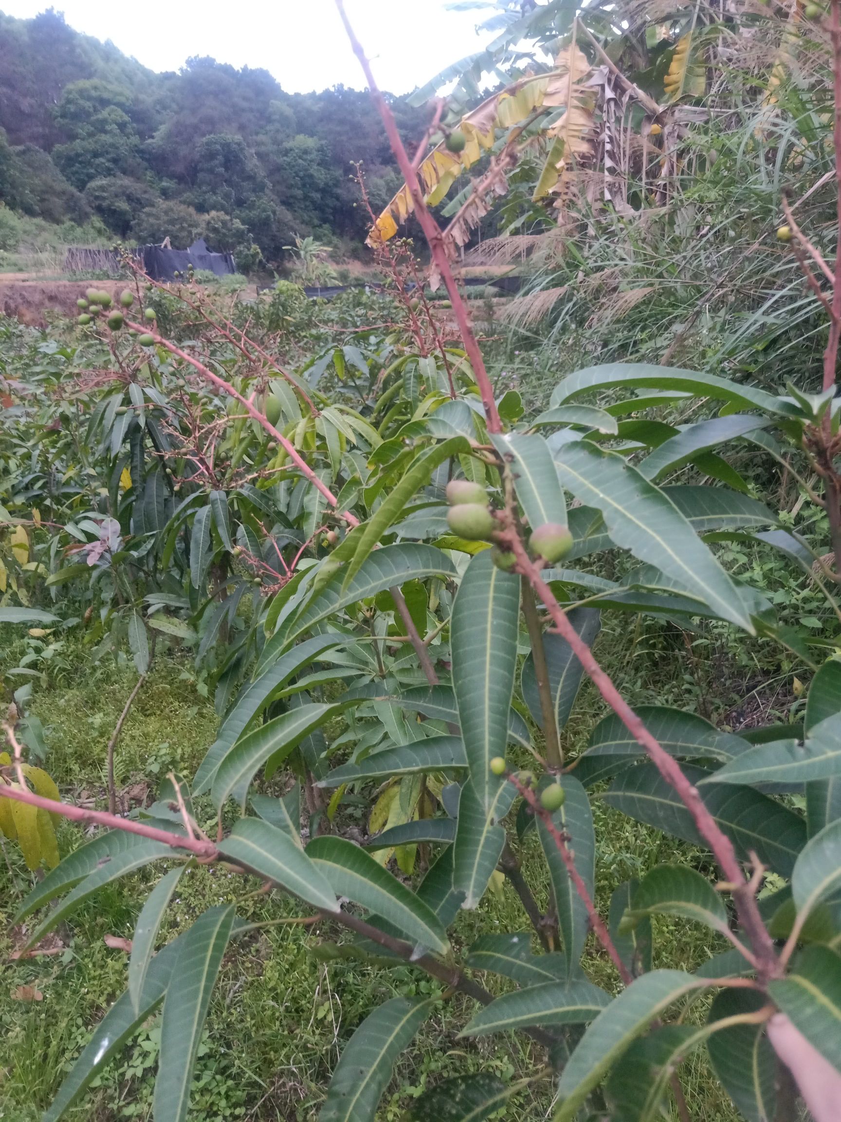 金煌芒果苗  荔枝苗，黄皮苗，芒果苗等各品种