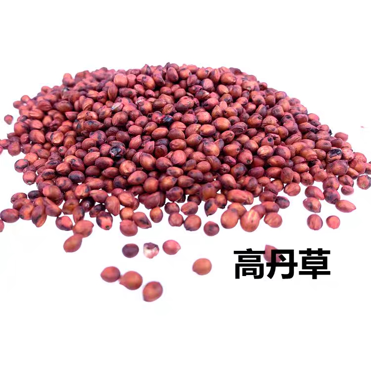 高丹草种子 散装 林木种子生产经营许可证资质