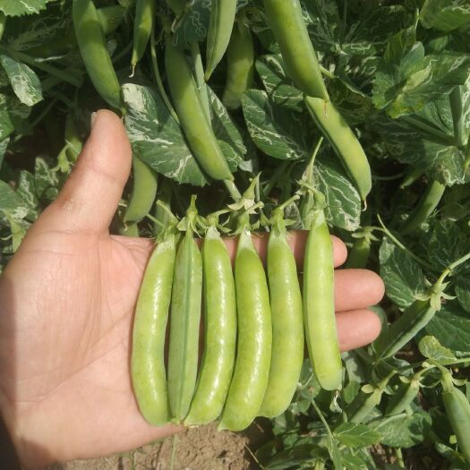 商丘由本公司推出万亩豌豆正式开始上市啦《豌六》《豌九》《长寿仁》