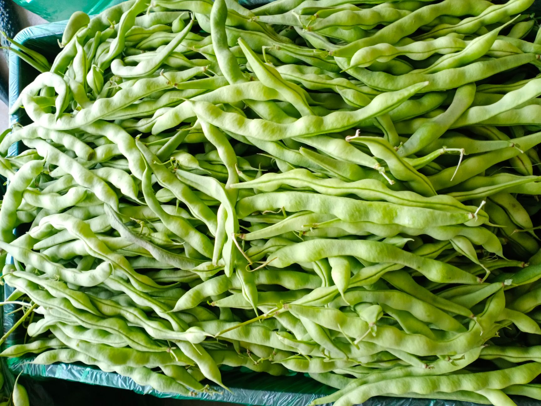绿扁豆  肉豆，大青豆