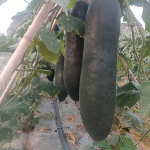 扶绥县吊黑皮冬瓜大量上市
