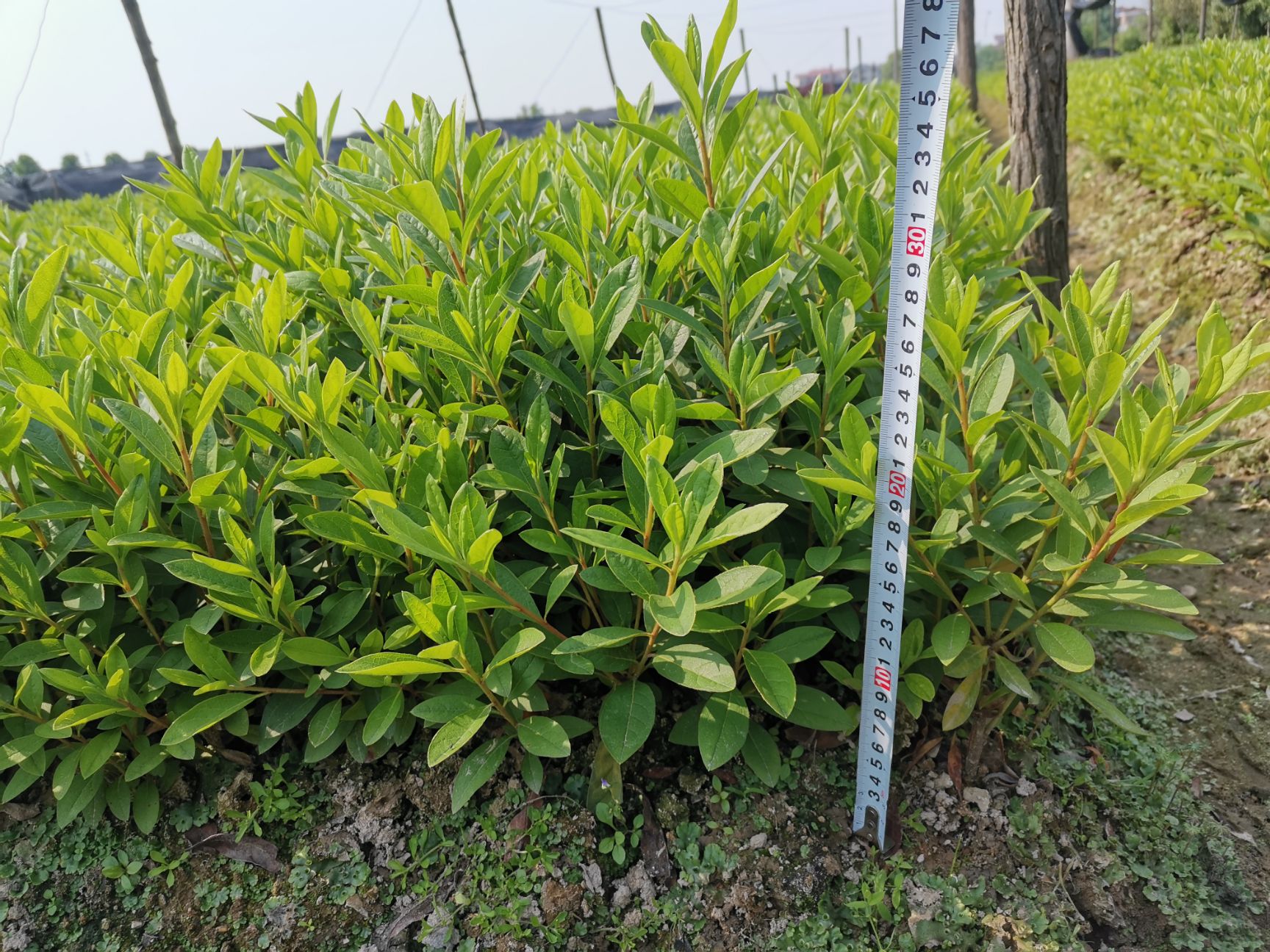 农户直销毛杜鹃（地栽苗）高度30公分以上有分支，可视频看苗