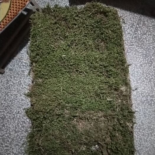 望江县 青苔苔藓