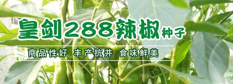 高产羊角椒种子 皇剑288长青辣椒种子