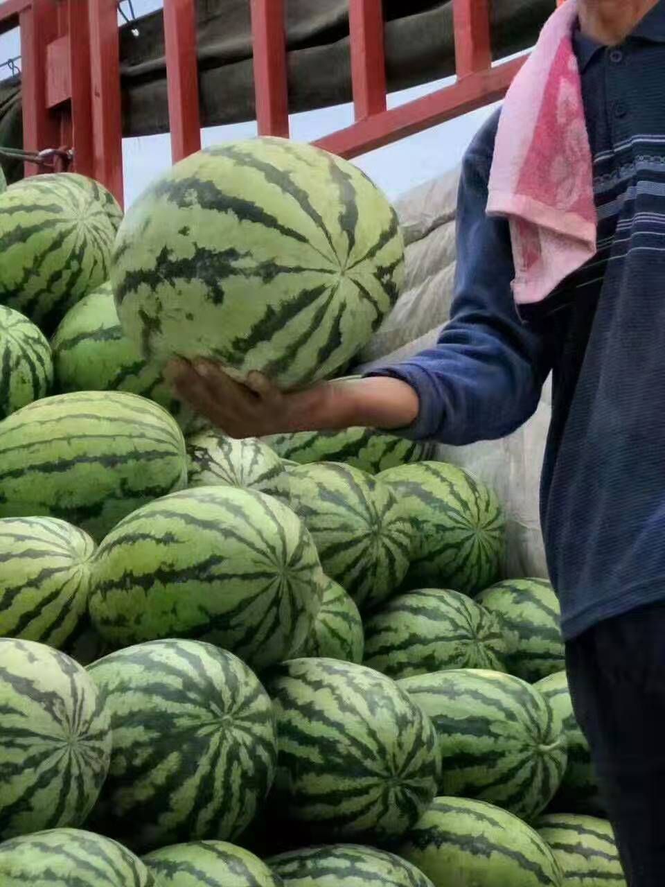 京欣西瓜  新疆西瓜、吐鲁番西瓜金城、昌吉西瓜五号、甜王