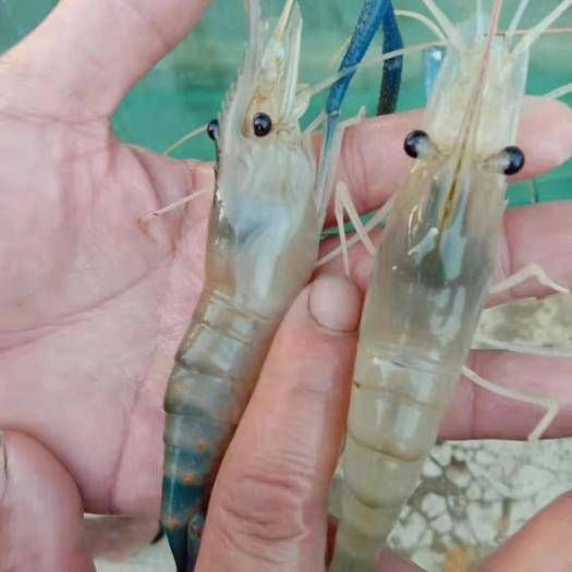 大头虾 罗氏沼虾苗 只育供第一代苗欢迎仪价