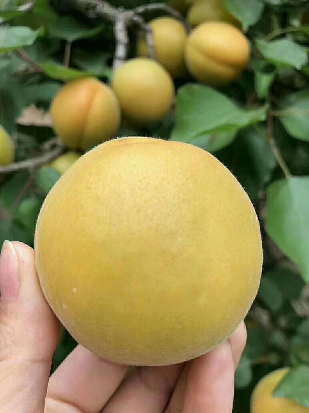 金太阳杏  露天金太阳大量上市