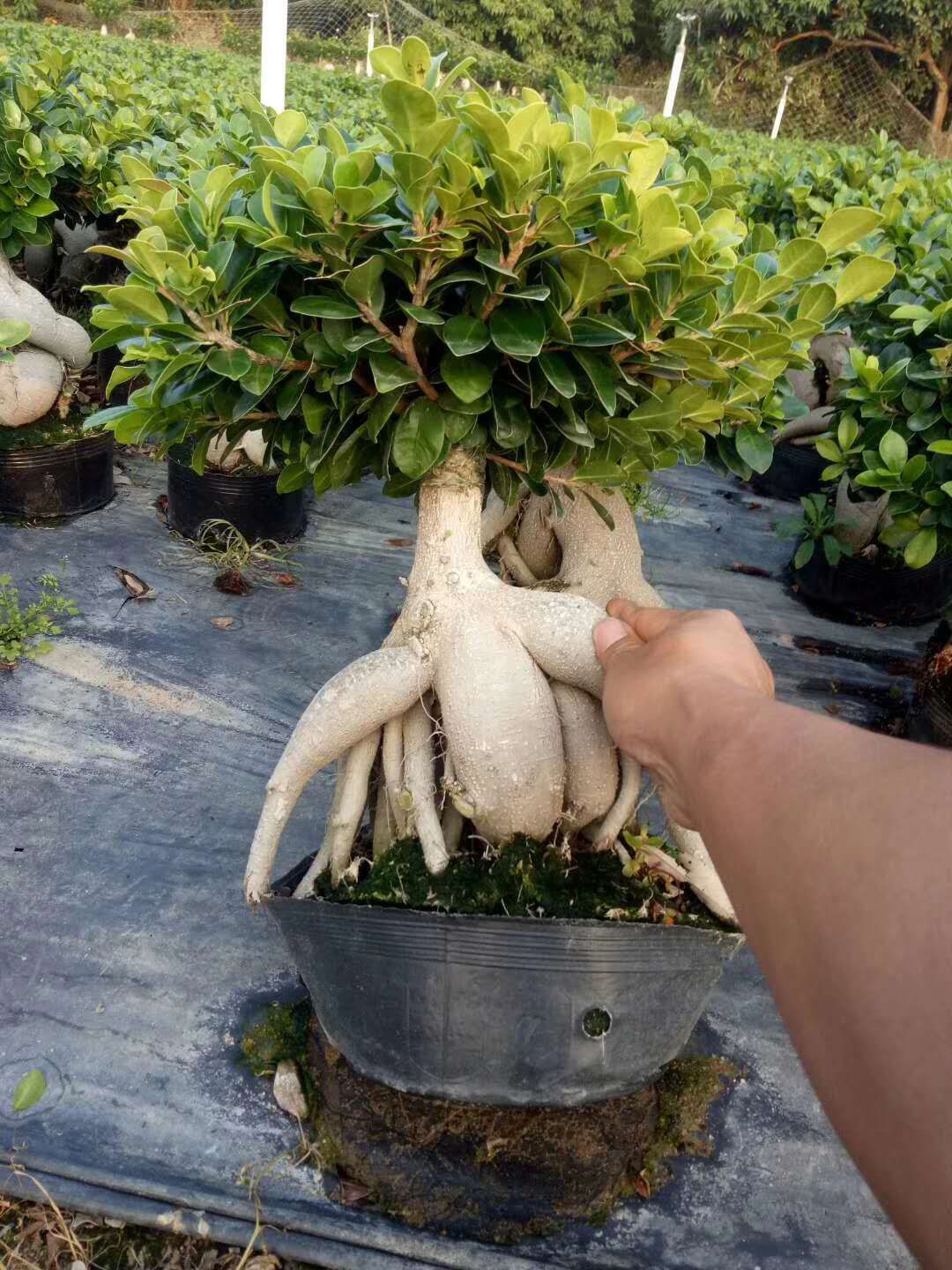 人参榕  基地直销，