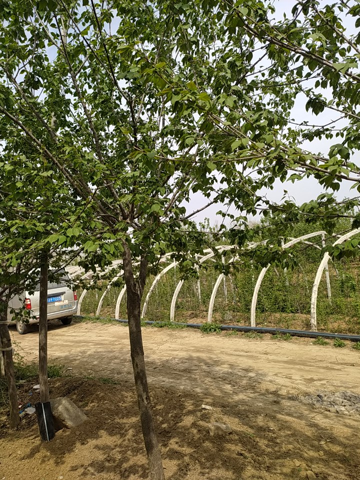  黄金丁香，一年开两次花，味道特香，是目前发展前景很好的一种苗